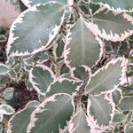 Pittosporum tenuifolium Leaf