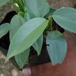 Philodendron hastatum Hoja