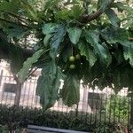 Malus toringo Φύλλο