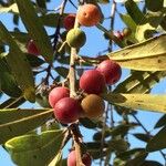 Euclea natalensis Frukto