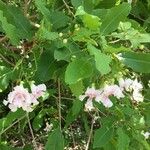 Catalpa longissimaΛουλούδι
