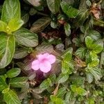 Barleria repens Flower