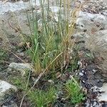 Typha laxmannii Feuille