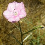 Convolvulus dorycnium Flor