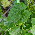 Mikania scandens Leaf