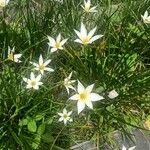 Zephyranthes candidaLeaf