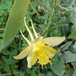 Aquilegia pubescens Λουλούδι