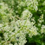 Galium album花