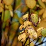 Cercidiphyllum japonicum Kita