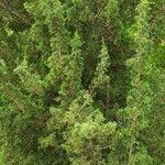 Chamaecyparis thyoides Habit