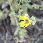 Verbascum sinuatumFloare