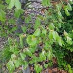 Carpinus orientalis Blad