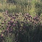 Lavandula pedunculata Blatt