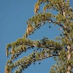 Pinus lambertiana Hábito
