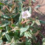 Trichodesma indicum Цветок