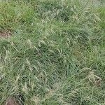Poa alpina Other