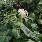 Rothmannia octomera Flower