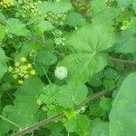 Abutilon indicum Ліст