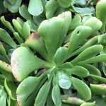 Aeonium undulatum Лист