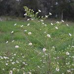 Symphyotrichum pilosum Flower