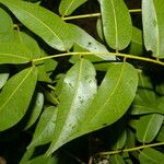 Copaifera aromatica Φύλλο