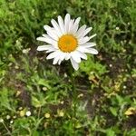 Leucanthemum heterophyllum Žiedas