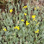 Coronilla minima Leaf