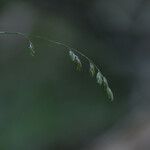 Melica nutans Flower