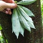 Jacaratia spinosa Blatt