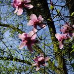 Magnolia sprengeri Kwiat