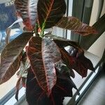 Codiaeum variegatumBlomst