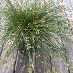 Isolepis cernua Blad