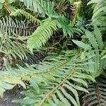 Polystichum acrostichoides Buveinė