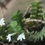 Angraecum distichum Floare