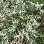 Herniaria incana Hoja