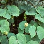 Jeffersonia diphylla Habitus