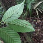 Ticodendron incognitum Hoja