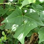 Erythrina amazonica Yaprak