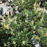 Hedysarum sulphurescens Çiçek