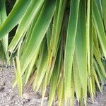 Yucca aloifoliaपत्ता