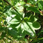 Alchemilla glabra Liść