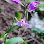 Cephalanthera rubraFlower