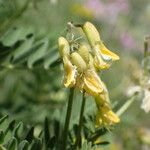 Astragalus penduliflorus പുഷ്പം