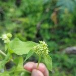 Mikania cordifolia Λουλούδι