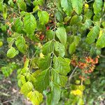 Micromelum minutum Leaf