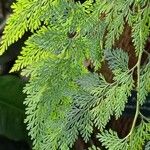 Davallia fejeensis Blatt