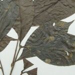 Neea floribunda Other