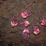 Eperua rubiginosa Hábito