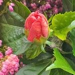 Hibiscus fragilisKvět