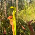 Sarracenia alata Hoja